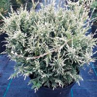 Кипарисовик горохоплодный "White Beauty"