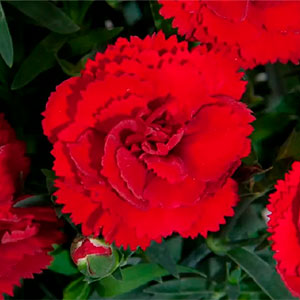 Гвоздика садовая "Colores Sangre"