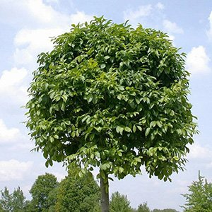 Ясень обыкновенный "Nana"