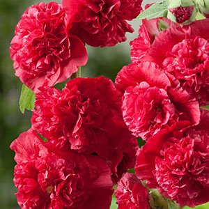 Мальва розовая "Chaters Double Scarlet"