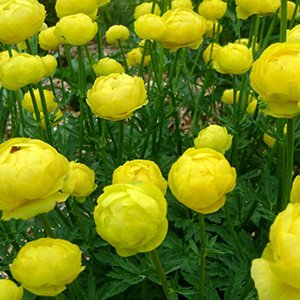 Купальница культурная "Lemon Queen"
