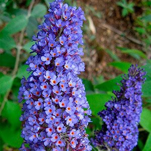 Буддлея давида "Dart`s Papillon Blue"