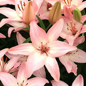 Лилия "Happy Spring"