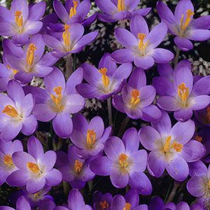 Крокус "Barr's Purple"