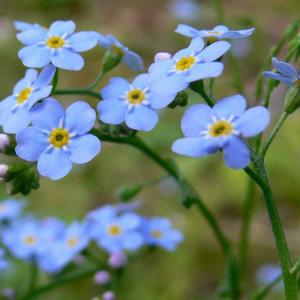 Незабудка болотная "Semperflorens"