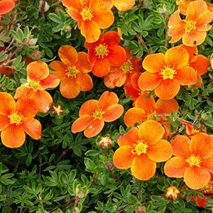 Лапчатка кустарниковая "Orange Star"