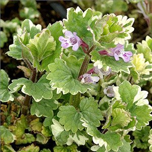Будра плющевидная "Variegata"