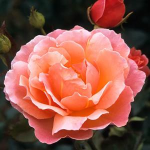 Роза "Fragrant Delight"