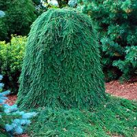 Тсуга канадская "Thorsen's Weeping"