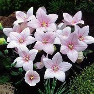 Платикодон (Ширококолокольчик) крупноцветковый "Codo Double Rose"