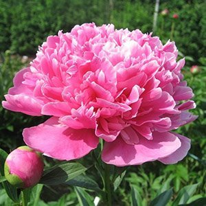 Пион молочноцветковый "Amabilis"
