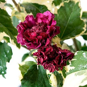 Гибискус сирийский "Purpureus Variegatus"