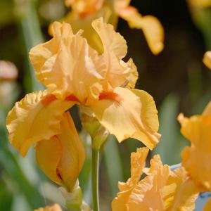 Ирис бородатый "Apricot Silk"