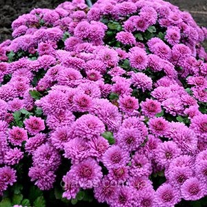 Хризантема мультифлора "Branhill Purple"