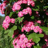 Боярышник однопестичный "Rubra Plena"