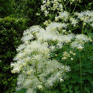 Василистник водосборолистный "Nimbus White"