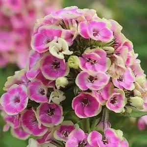 Флокс метельчатый "Orchid Yellow"