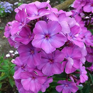 Флокс метельчатый "Никольский"