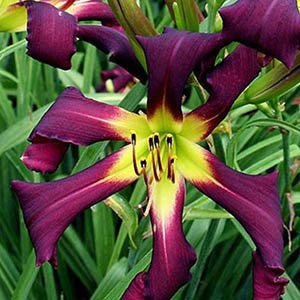 Лилейник "Exotic Spider"