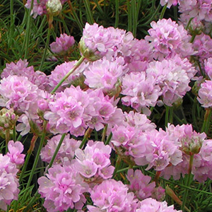 Армерия приморская "Armada Light Pink"
