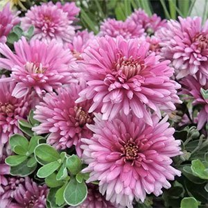 Хризантема "Royal Purple"