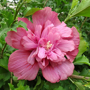 Гибискус сирийский "Rosea Plena"