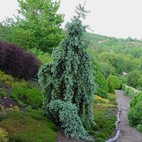 Псевдотсуга Мензиса "Glauca Pendula"