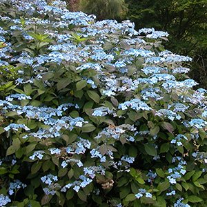 Гортензия пильчатая "Blue Deckle"