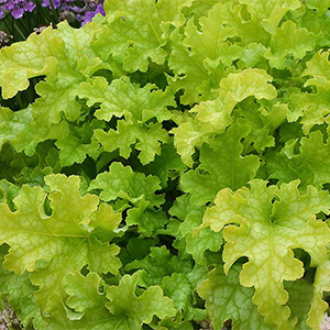 Гейхера "Lime Ruffles"