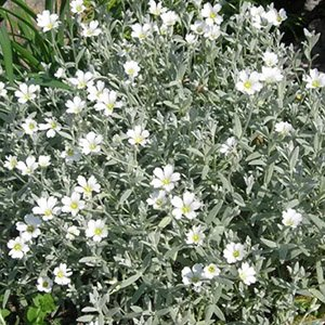 Ясколка войлочная "Silver White"
