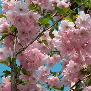Вишня косматая "Accolade"