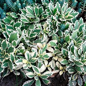 Арабис кавказский "Variegata"