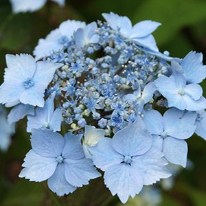 Гортензия крупнолистная "Blue deckle"