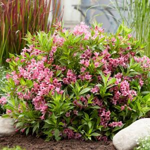 Вейгела "Picobella Rosa"