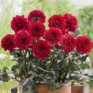 Георгина "Labella Grande Chocolate Red"