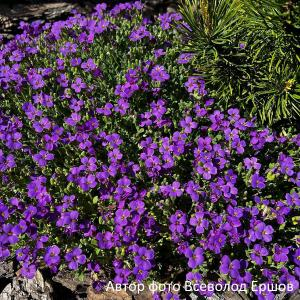 Обриета "Cascade Purple"