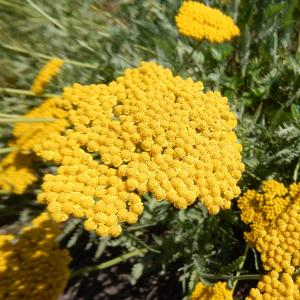 Тысячелистник таволговый "Coronation Gold"
