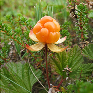 Морошка "Nyby"