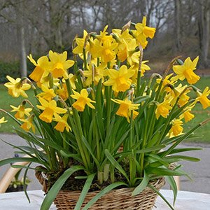 Нарцисс "Twinkling Yellow"